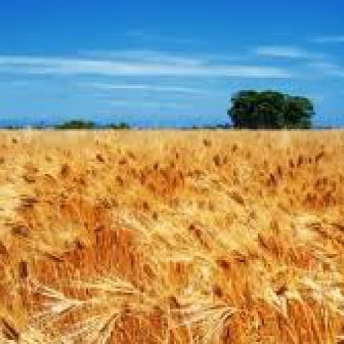Agroalimentare ucraino: la fiducia delle istituzioni