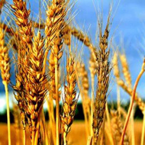 L’attrattività dei cereali ucraini ha subito una netta caduta sul mercato mondiale