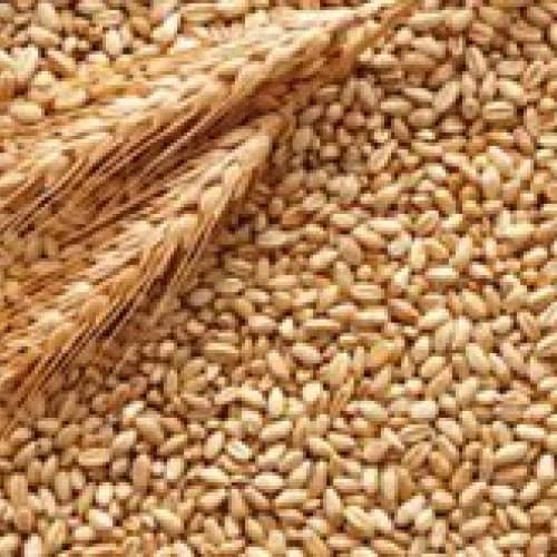 Import di grano: Coldiretti Puglia, le importazioni incalzano .