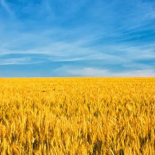 Nel 2016 l'export agricolo ucraino vale già oltre 9 miliardi di dollari