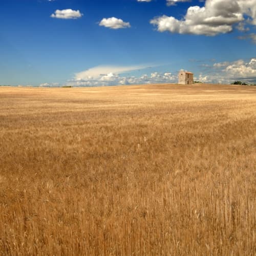 Settore agricolo in crescita: è il 12% del PIL e occupa un quinto della forza lavoro