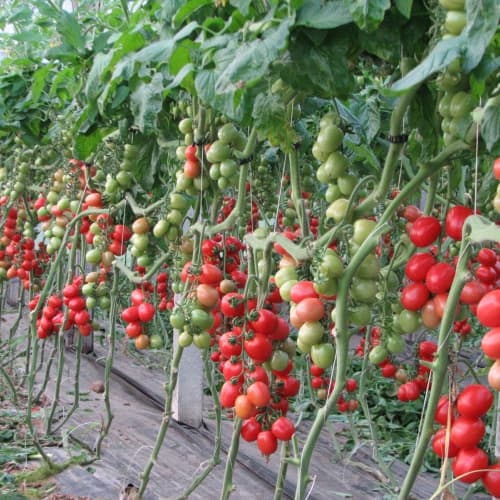 Nel 2016 l'export di pomodori è cresciuto del 65%