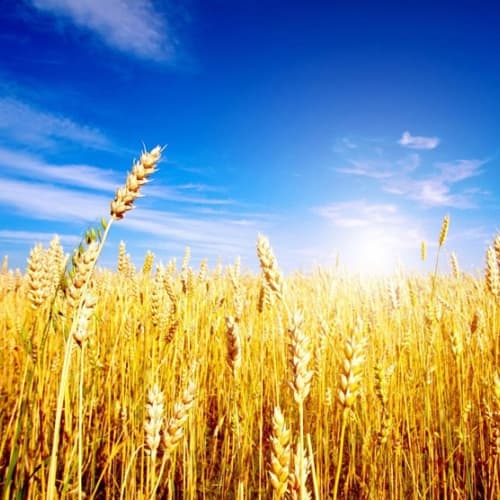Dati record per il grano ucraino