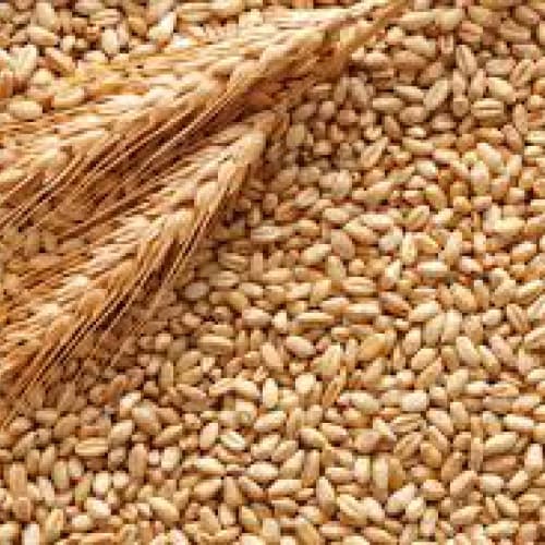 Export di grano in Ucraina