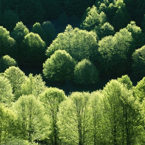 Влада Італії безкоштовно роздасть сім тисяч гектарів лісу