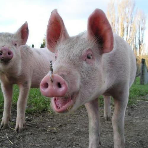 Вся українська свинина до початку зими буде перевірена Євросоюзом