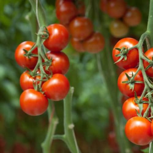Італія - другий за величиною виробник у світі томатної продукції