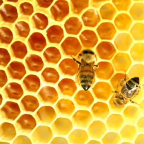 Підтримка та захист європейського бджільництва