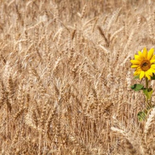 Agricoltura: la resa di grano e girasoli in sensibile aumento dal 2014 – il report