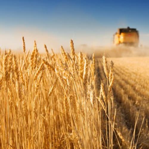 Експорт зерна в Україні збільшився більш ніж удвічі