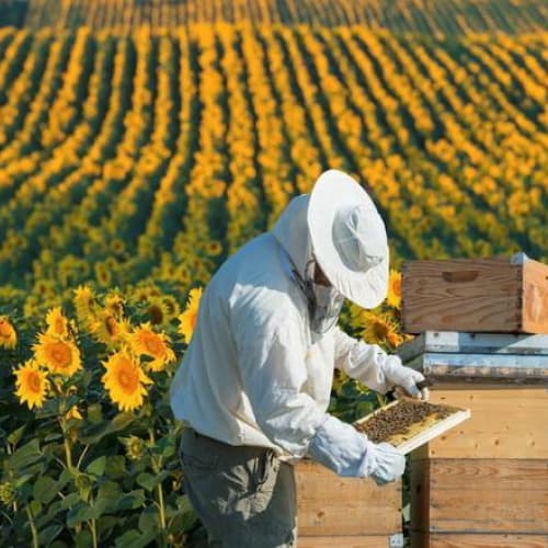 Законодавчі зміни для підтримки бджільництва готуються Міністерством економіки