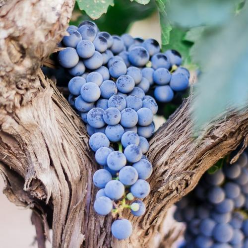 Виноградарство та виноробство буде підтримано в Україні