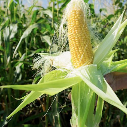 Вчені пропонують використовувати відходи кукурудзи для очищення води