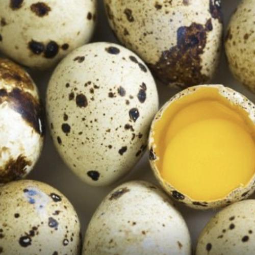 Україна входить до числа одного з найбільших виробників перепелиних яєць у Європі