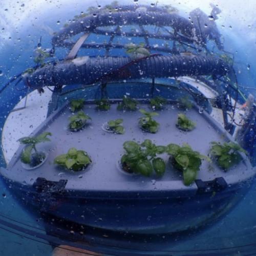 На першій в світі підводній фермі вирощують полуницю