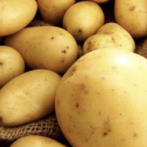 Гібриди картоплі українського походження можуть давати врожай біля 100 т/га