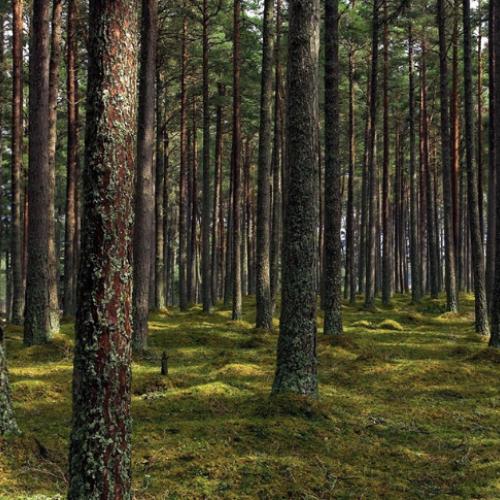 У рамках програми Президента “Зелена країна” 1 млрд дерев за 3 роки планують висадити в Україні