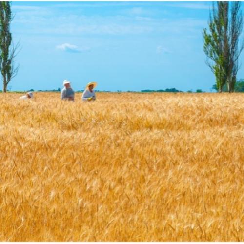 Le previsioni dell’Ucraina: il più grande raccolto di grano saraceno degli ultimi tre anni