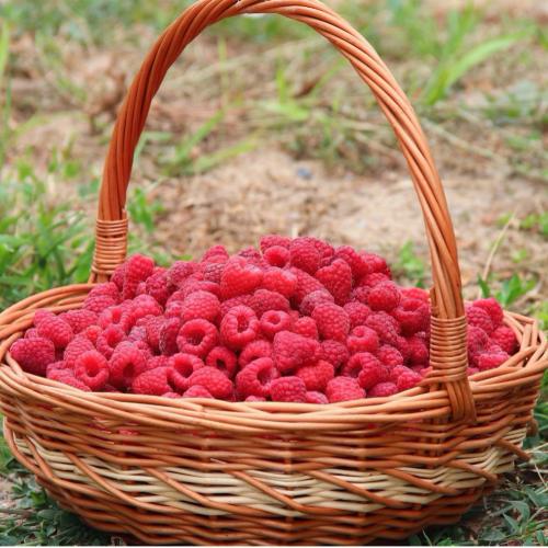 Il nuovo raspberry boom ucraino