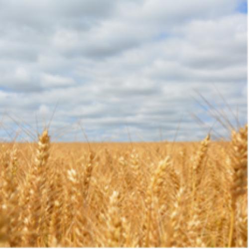 Російсько-український конфлікт вплине на 25% світової торгівлі зерном