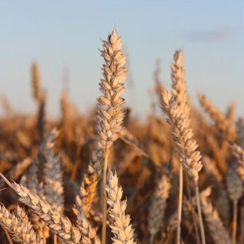 Accordi per export del grano tra Ucraina, Russia, Turchia e ONU