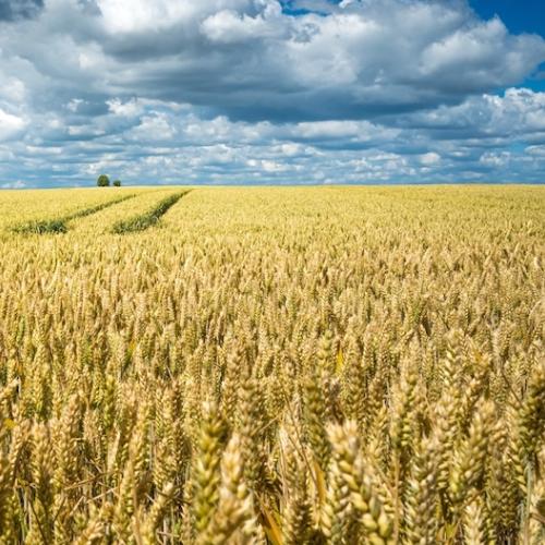 Webinar evoluzione agricoltura ucraina