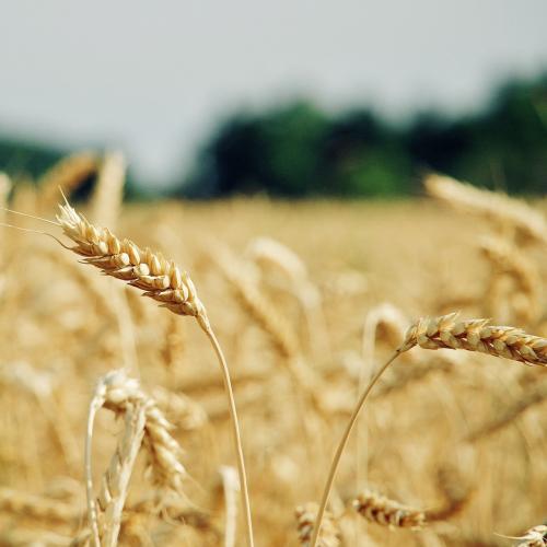 La Finlandia supporterà spedizioni di grano ucraino