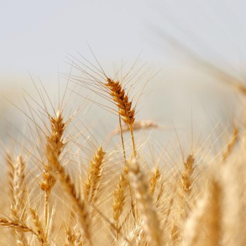 Grain From Ukraine: necessario rinnovo