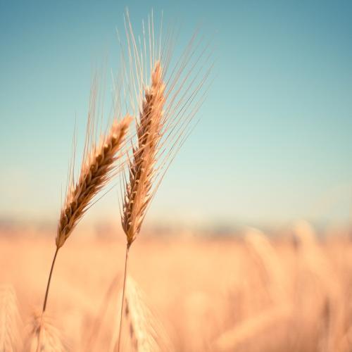 Accordo sul grano esteso per altri due mesi