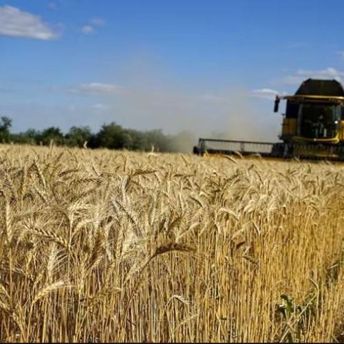 Новини українського експорту пшениці