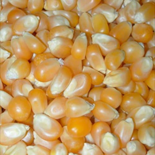 Senza IVA l' import dei semi di mais
